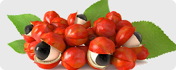 Guarana